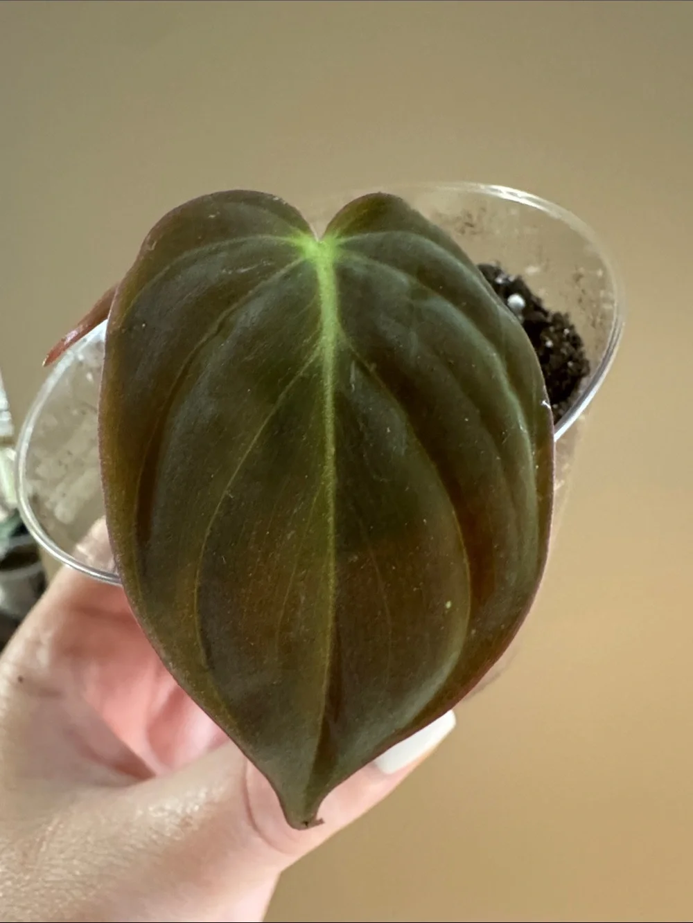 Philodendron 'Micans' - Rooted